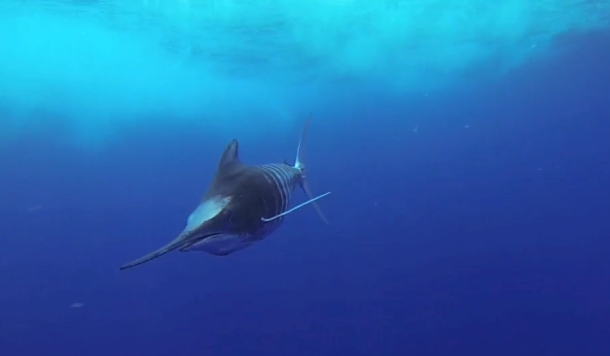 Video: 3 Minute Marlin!